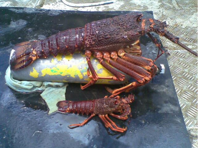 BIG CRAY 8kg!